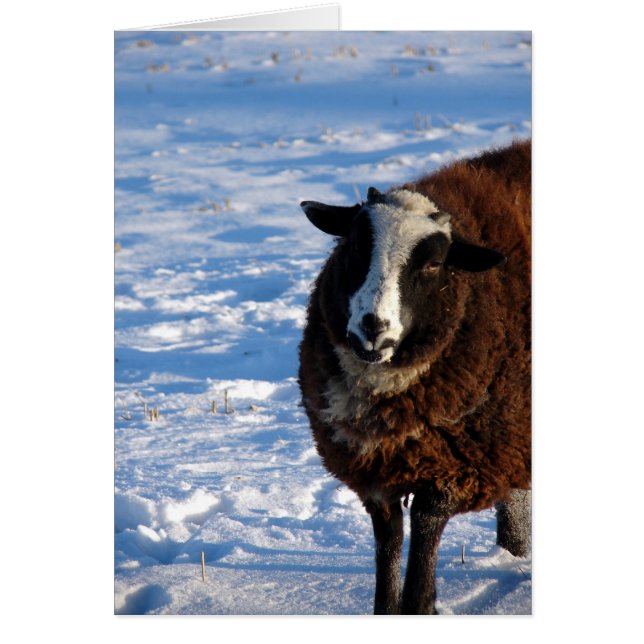 Mouton noir en hiver (Devant)