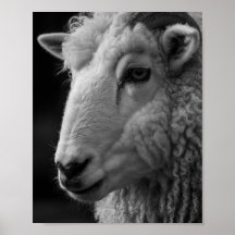 Mouton noir et blanc décoration murale de studio