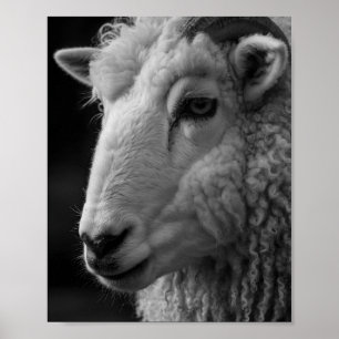 Mouton noir et blanc décoration murale de studio