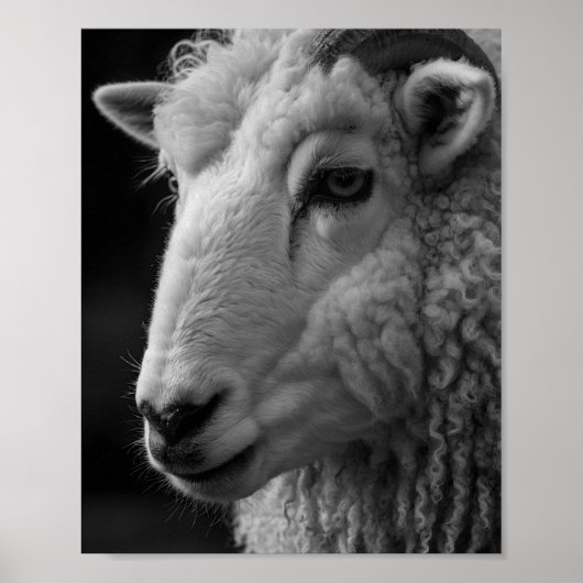Mouton noir et blanc décoration murale de studio (Devant)