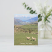 Moutons avec vue, Queenstown NZ - Carte postale (Debout devant)