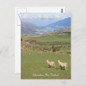 Moutons avec vue, Queenstown NZ - Carte postale (Devant / Derrière)
