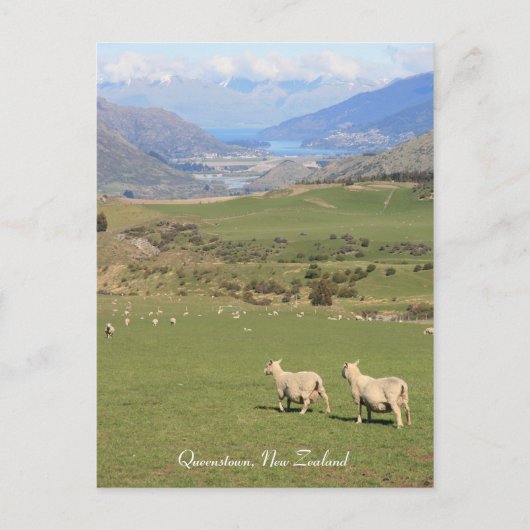 Moutons avec vue, Queenstown NZ - Carte postale (Devant)