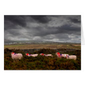 Moutons colorés (Devant horizontal)