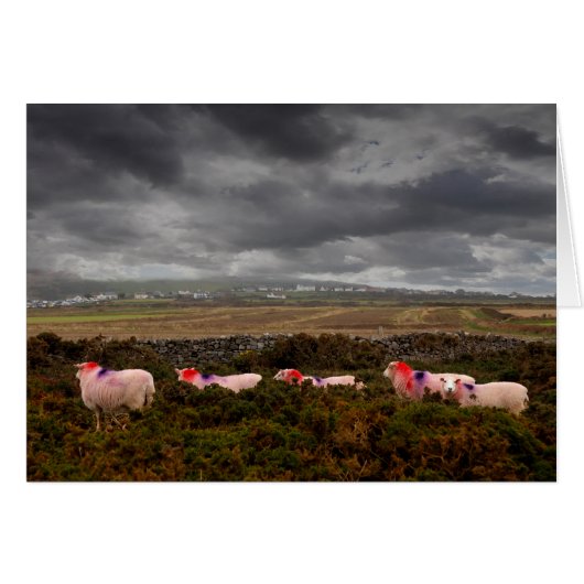 Moutons colorés (Devant horizontal)