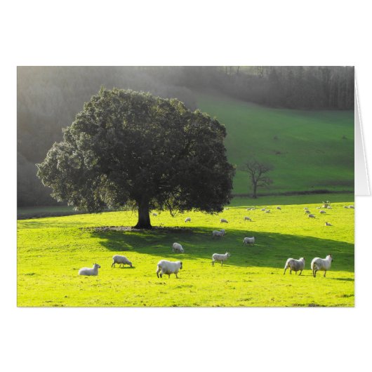 Moutons dans la carte soleil du matin (Devant horizontal)