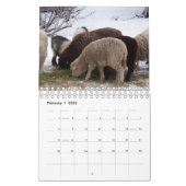 Moutons Dans Le Calendrier Du Ranch (Feb 2026)