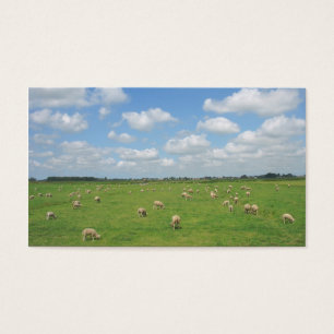 Moutons dans le petit carte photo de pâturage
