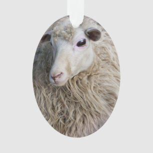 Moutons drôles