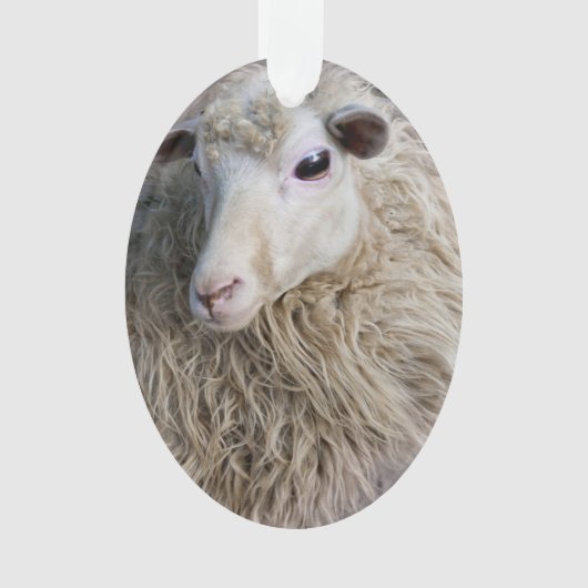 Moutons drôles (devant)