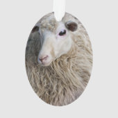 Moutons drôles (dos)