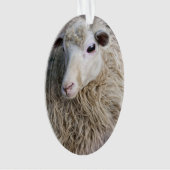 Moutons drôles (devant)