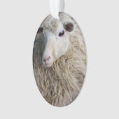 Moutons drôles (devant)