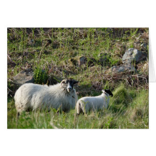 Moutons et agneaux dans le Northumberland en Angle