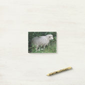Moutons gourmands mignons mangeant des post-it (Sur un bureau)