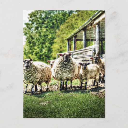 Moutons sur la carte postale de la ferme (Devant)