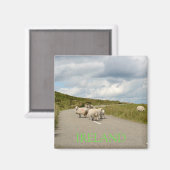 Moutons sur la route en Irlande aimant texte (Recto/Verso)