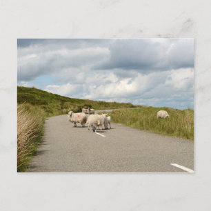Moutons sur la route en Irlande carte postale