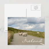 Moutons sur la route en Irlande texte carte postal (Devant / Derrière)