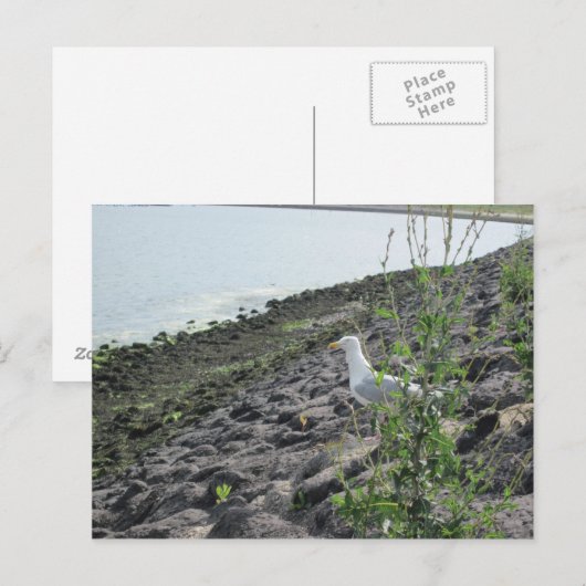 Möve Briefkaart (Voorkant / Achterkant)