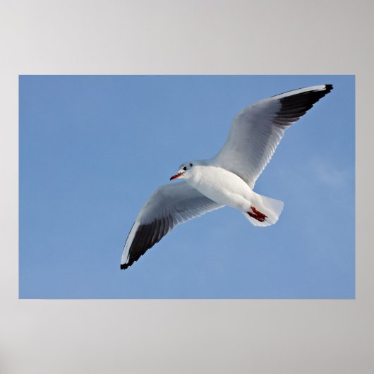 Möwe / Sea gull Poster (Voorkant)