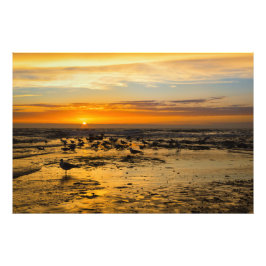 Möwen im Sonnenuntergang Foto Afdruk