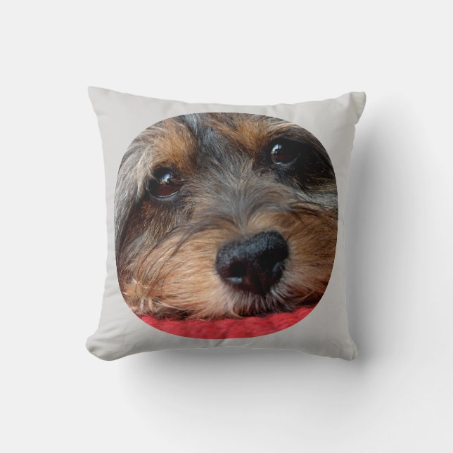 Moxi propre comme coussin de Shorkie de sifflement (Recto)