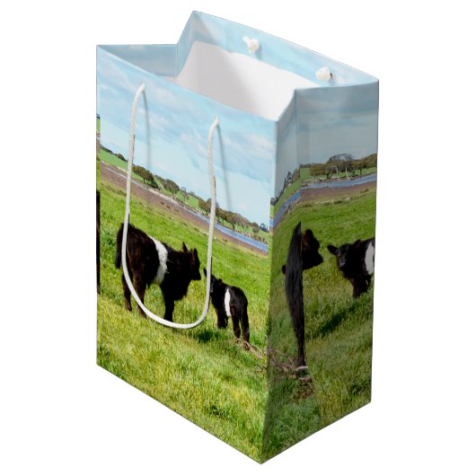 Moyen Vache Galloway, Sac Cadeau (Devant Angle)