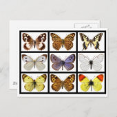 Mozaïekfoto's van vlinders briefkaart (Voorkant / Achterkant)