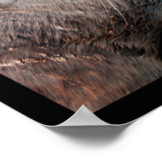 Mozaïekfoto's van zee leeuwen poster (Hoek)