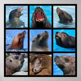 Mozaïekfoto's van zee leeuwen poster