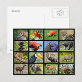 mozaïekfoto's Zuid-Amerikaanse dieren Briefkaart (Voorkant / Achterkant)