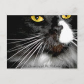 "Mr.Bootee" Briefkaart (Voorkant)