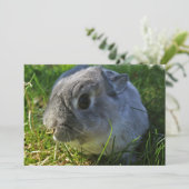 Mr Bunny's Close Up (Staand voorkant)