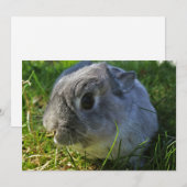 Mr Bunny's Close Up (Voorkant / Achterkant)