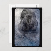 Mr Fluffy Silkie Rooster Briefkaart (Voorkant / Achterkant)