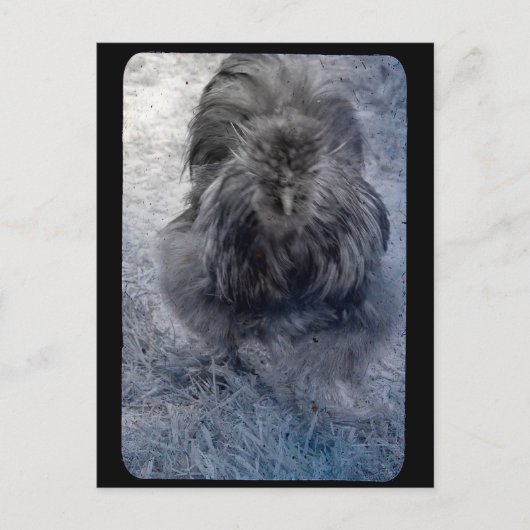 Mr Fluffy Silkie Rooster Briefkaart (Voorkant)