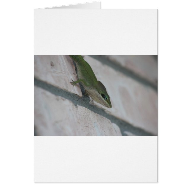 Mr Green Lizard (Voorkant)