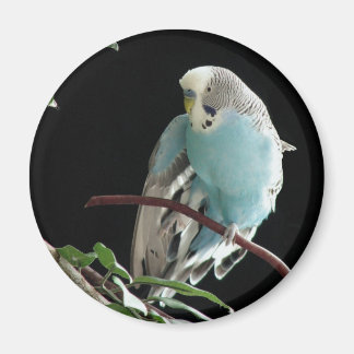 Mr. Jill Budgie Ronde Magneet