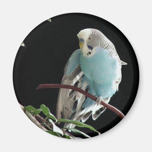 Mr. Jill Budgie Ronde Magneet (Voorkant)