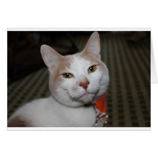 Mr Peabody. (Voorkant Horizontaal)