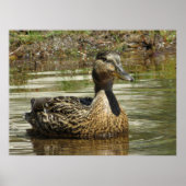 Mr. Quack Poster (Voorkant)