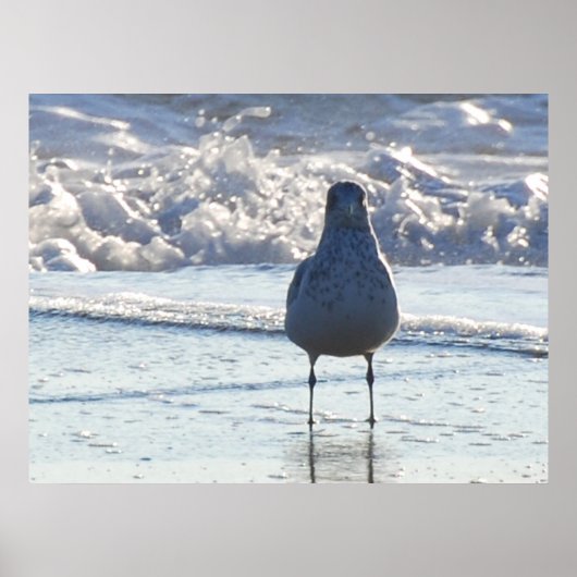 Mr Seagull Poster (Voorkant)