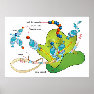 mRNA en eiwitsynthese in ribosomen diagram Poster