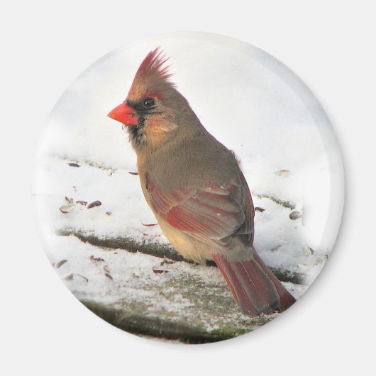 Mrs. Cardinaal Bird Magnet Magneet (Voorkant)