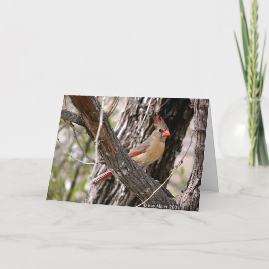 Mrs Cardinal-2004 Kaart (Voorkant)