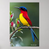 Mrs. Gould's sunbird  Poster (Voorkant)