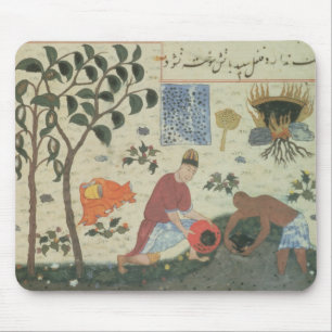 Ms Pers 332 Pepper tree and Preparate pepper Muismat