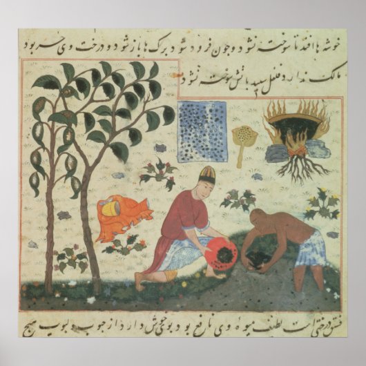 Ms Pers 332 Pepper tree and Preparate pepper Poster (Voorkant)