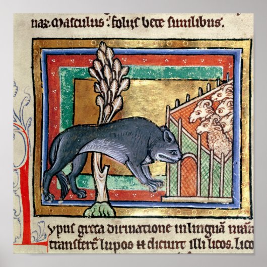 MS Roy A wolf buiten een schaap Poster (Voorkant)